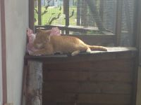 Catsitter Beelitz - Sonnendeck 6 - Katzenpension Luckenwalde - Tierpension Luckenwalde - Tierheim Luckenwalde